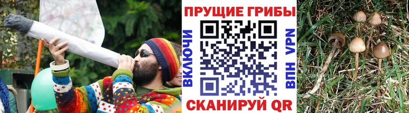 Галлюциногенные грибы Psilocybine cubensis  Купить закладки  Сельцо 